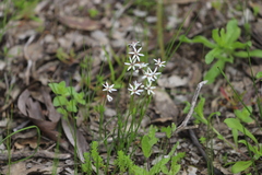 Burchardia multiflora