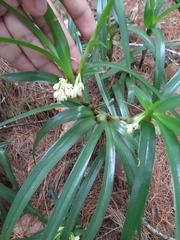 Maxillaria tonsoniae