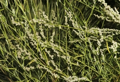 Chenopodium cycloides