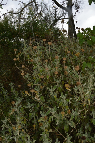Phlomis fruticosa