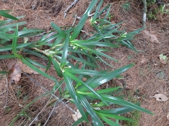 Maxillaria tonsoniae