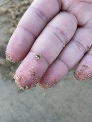 Emerita analoga