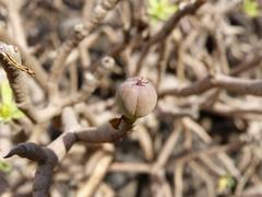 Euphorbia balsamifera image