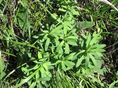Euphorbia stepposa