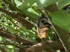 Pantherophis vulpinus