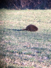 Erethizon dorsatum dorsatum