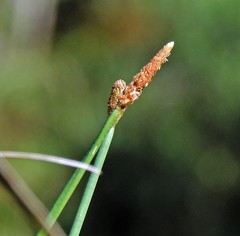 Eleocharis elegans