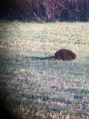 Erethizon dorsatum dorsatum