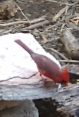 Cardinalis cardinalis