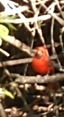 Cardinalis cardinalis
