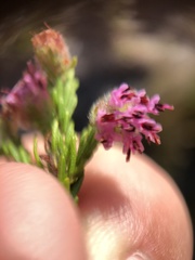 Erica barbigeroides