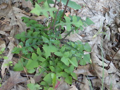 Lactuca hirsuta