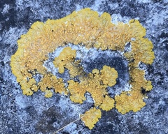 Caloplaca eugyra