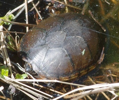 Kinosternon subrubrum subrubrum