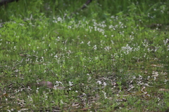 Burchardia multiflora