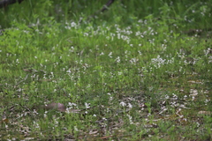 Burchardia multiflora
