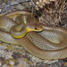 Eastern Yellow-bellied Racer - Photo (c) johnwilliams, some rights reserved (CC BY-NC), uploaded by johnwilliams