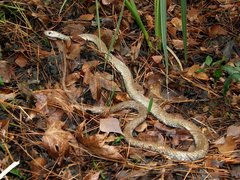 Coluber constrictor anthicus