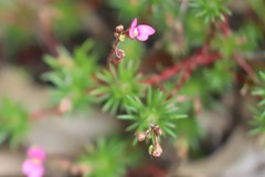 Stylidium adpressum