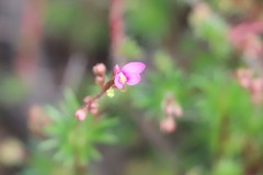 Stylidium adpressum