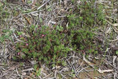 Stylidium adpressum