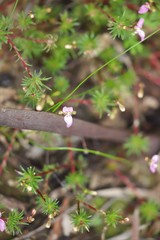 Stylidium adpressum