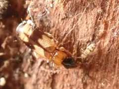 Philorhizus sigma