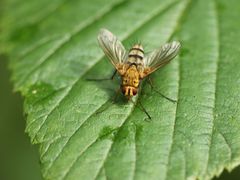 Dexiosoma caninum