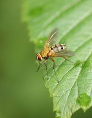 Dexiosoma caninum