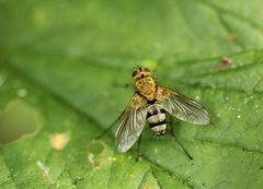 Dexiosoma caninum
