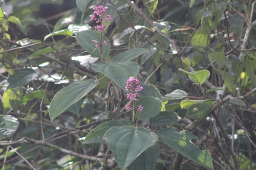 Image of Pink Pearl Bush (Miconia subcrustulata) by (c) Francis Pérez, some rights reserved (CC BY)