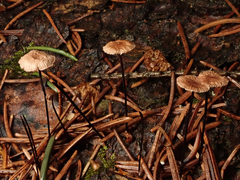 Paragymnopus perforans