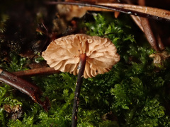 Paragymnopus perforans