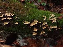 Steccherinum bourdotii