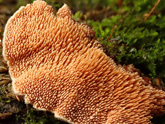 Steccherinum bourdotii