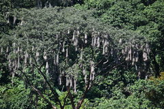 Psarocolius montezuma