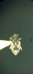 Curculioninae