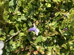 Lindernia grandiflora