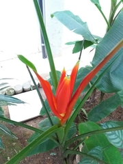 Heliconia