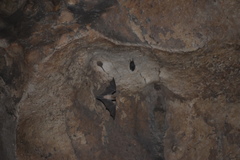 Mormoops megalophylla