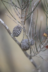 Allocasuarina humilis