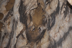 Mormoops megalophylla