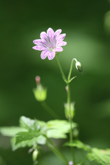Geranium versicolor