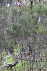 Allocasuarina humilis