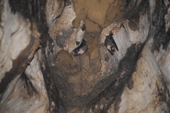 Mormoops megalophylla