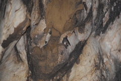 Mormoops megalophylla