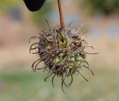 Liquidambar acalycina