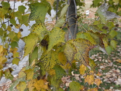 Liquidambar acalycina