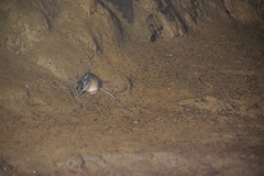 Peromyscus mexicanus