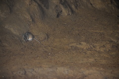 Peromyscus mexicanus